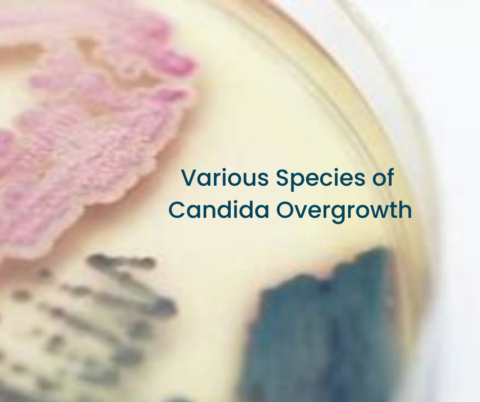 Candida Overgrowth Symptoms
