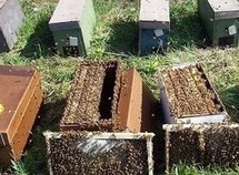 NUC Bees - 5 Frames Spring 2023