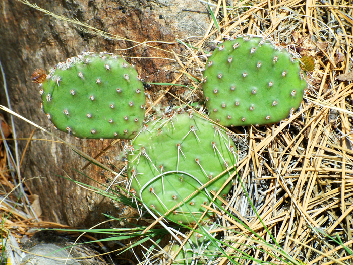 Mouse Cactus