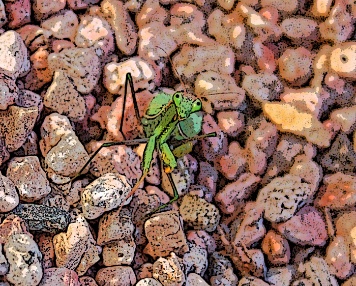 Bug Eyed Mantis