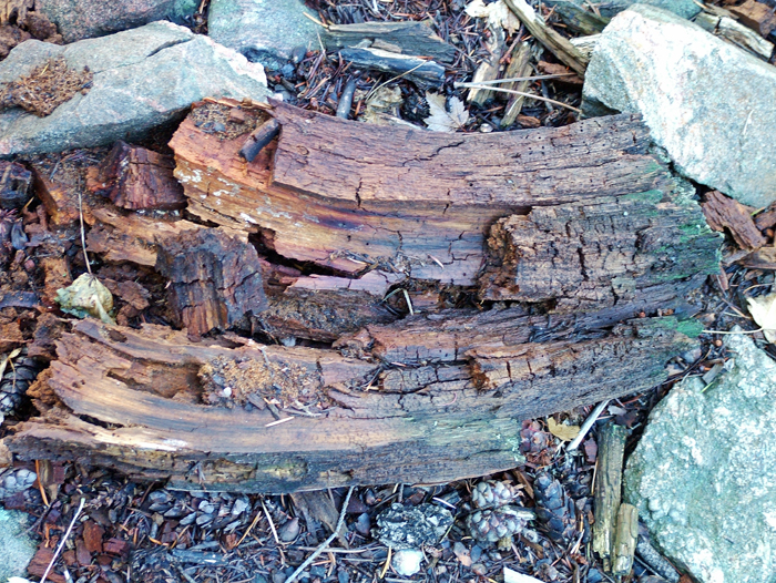 Decomposing Wood