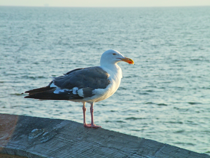 Seagull On A Pier