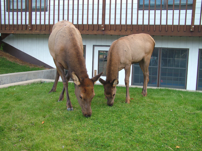 Elk Invasion