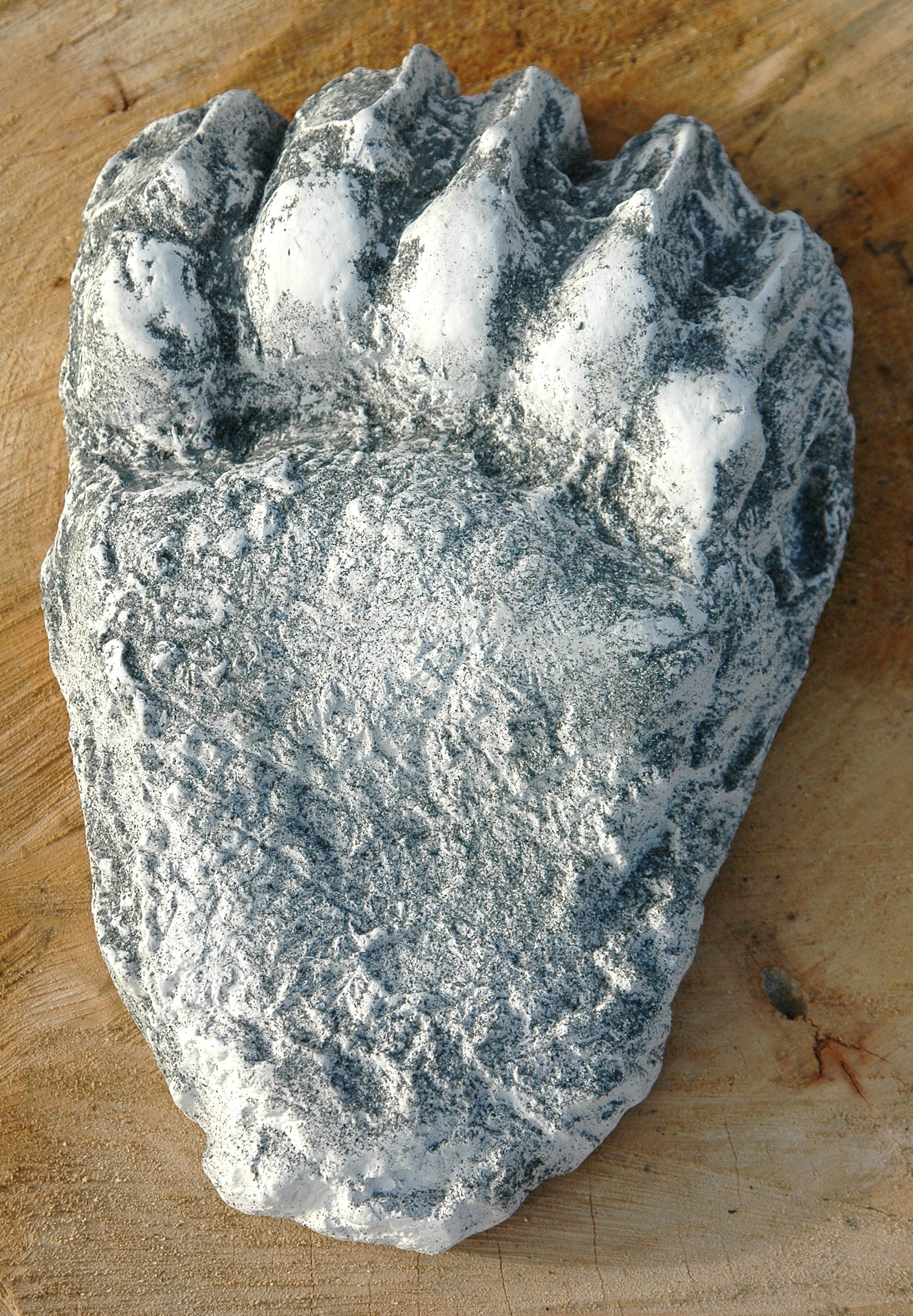 Grizzly Bear Plaster Animal Track Cast Print 7/"x11/" Taken from Real Track Alaska