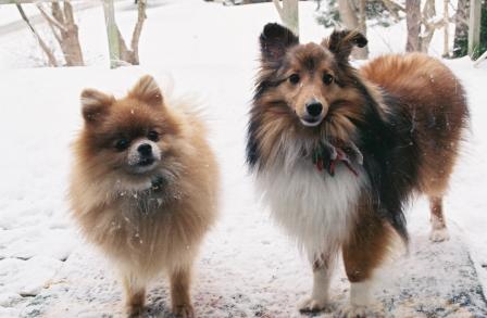 Two Dogs in Snow