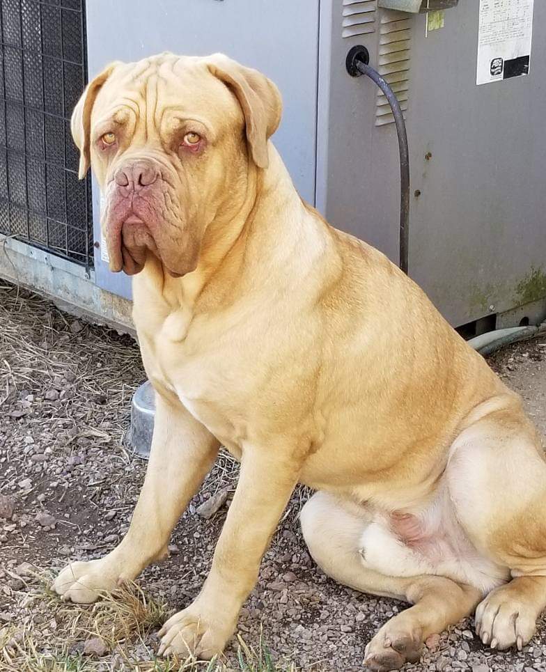 Doggie Do's Barber Shop Meet our Crew