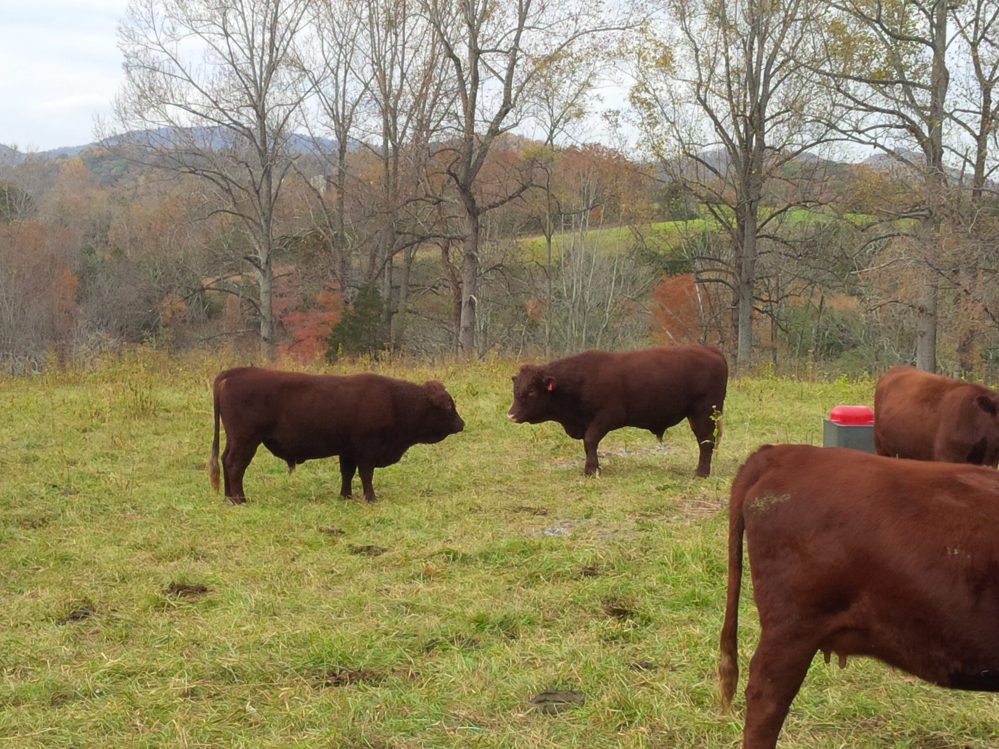 Ivy Croft - All Natural Angus Cow Calf Farm Forest, Virginia