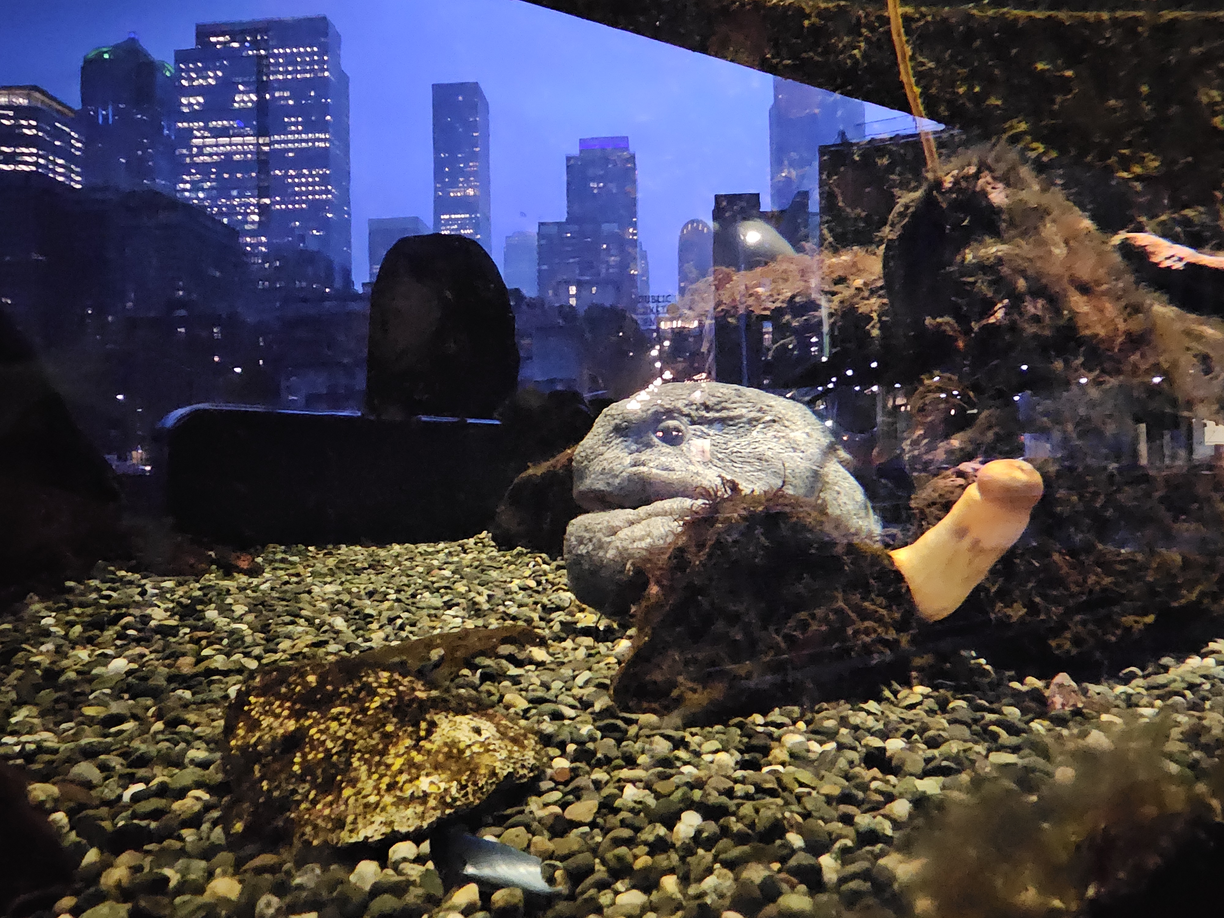 Held in Seattle Aquarium Tank, Pier 59.