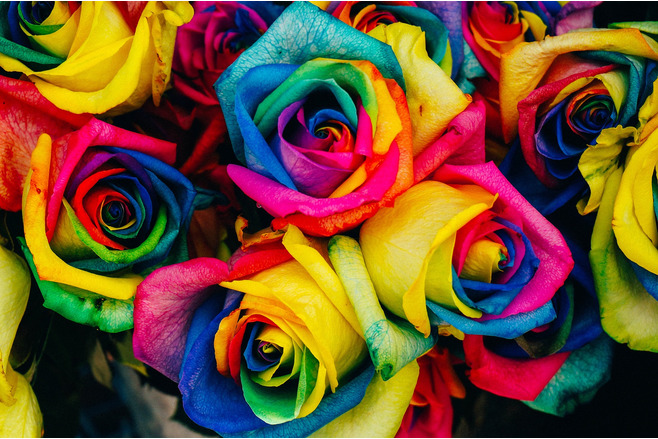 Rainbow colored roses