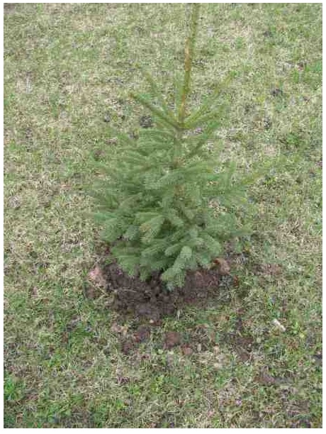 Blue spruce seedling 8”-15” (6pcs)