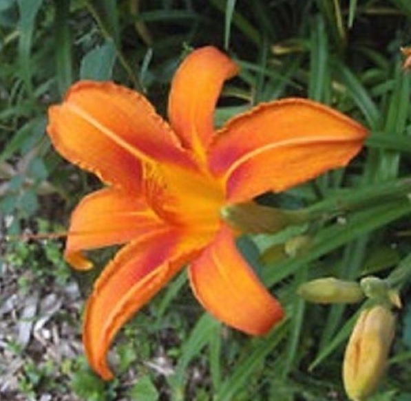 Approximately One Dozen Orange Day Lily’s “Tuber Bulb” Flowers (10-12)