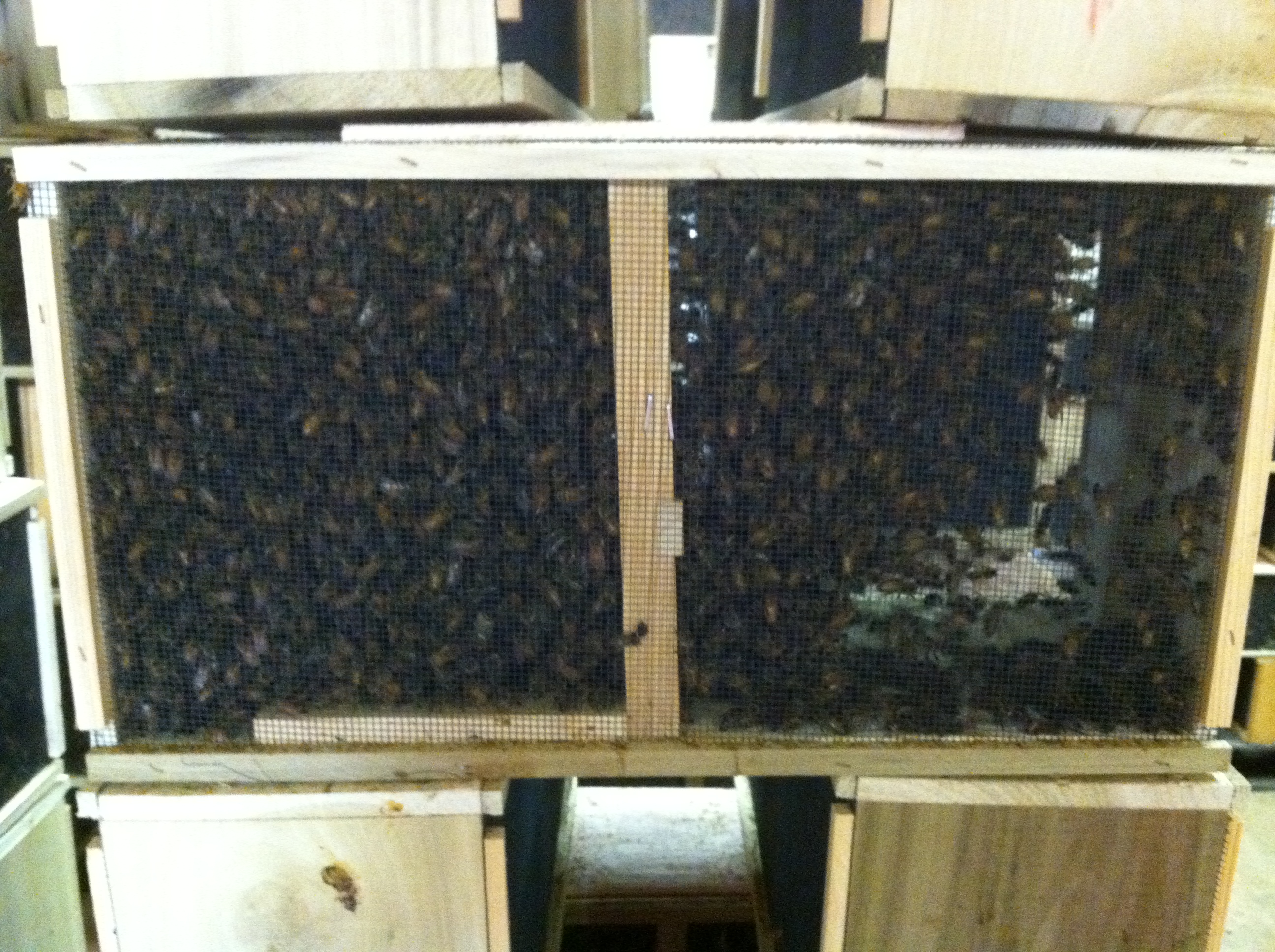 3lb Package Italian Bees with Italian Marked Queen